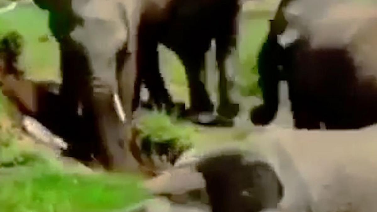 mother saved the life of baby elephant Video getting viral News in HIndi MMT