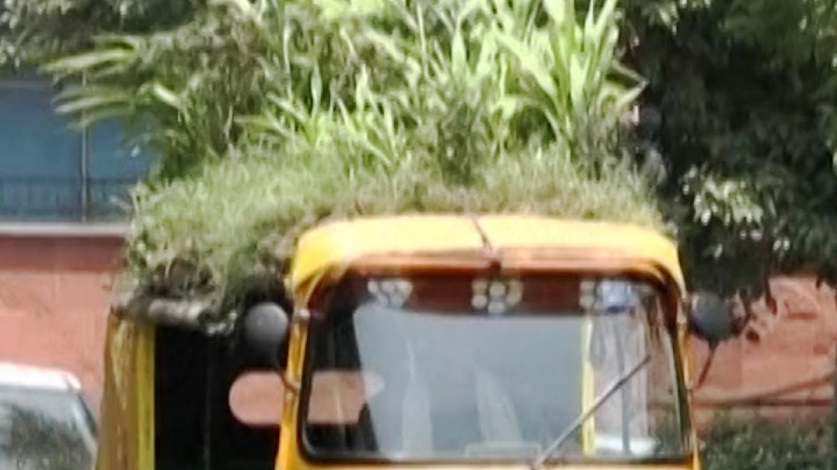 Garden on the roof of autorickshaw
