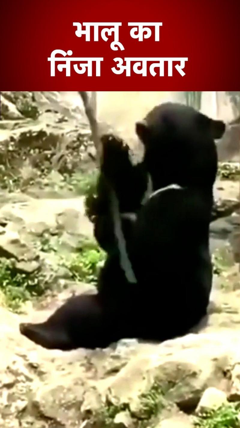 Animal Cute Videos: भालू का निंजा अवतार, लकड़ी घुमाकर दिखाया गजब का करतब