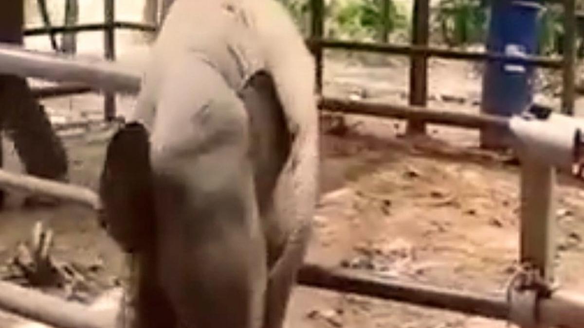Elephant Video