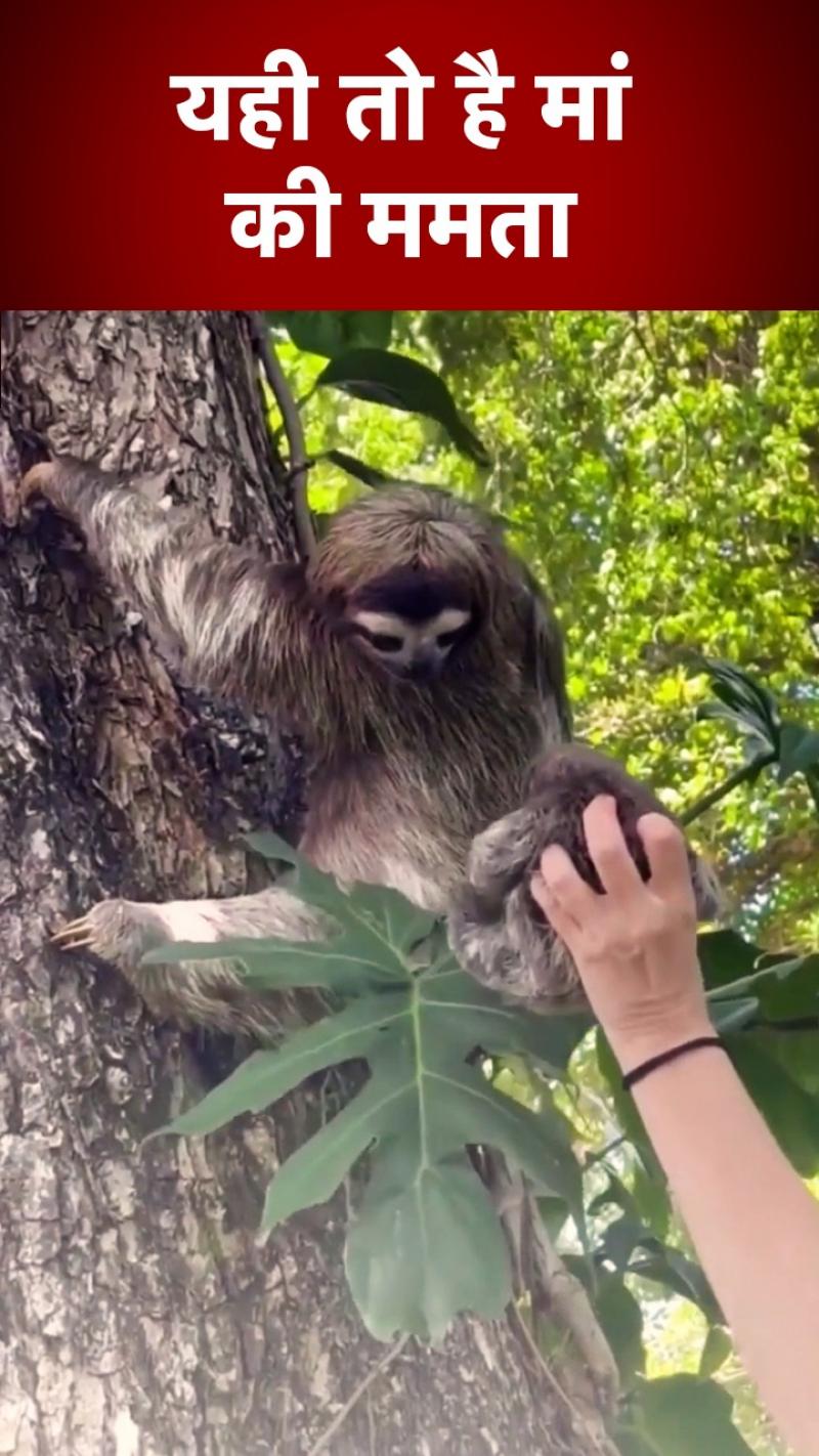 Viral Video: मां से मिला बेबी स्लॉथ, वीडियो ने पिघलाया लाखों का दिल