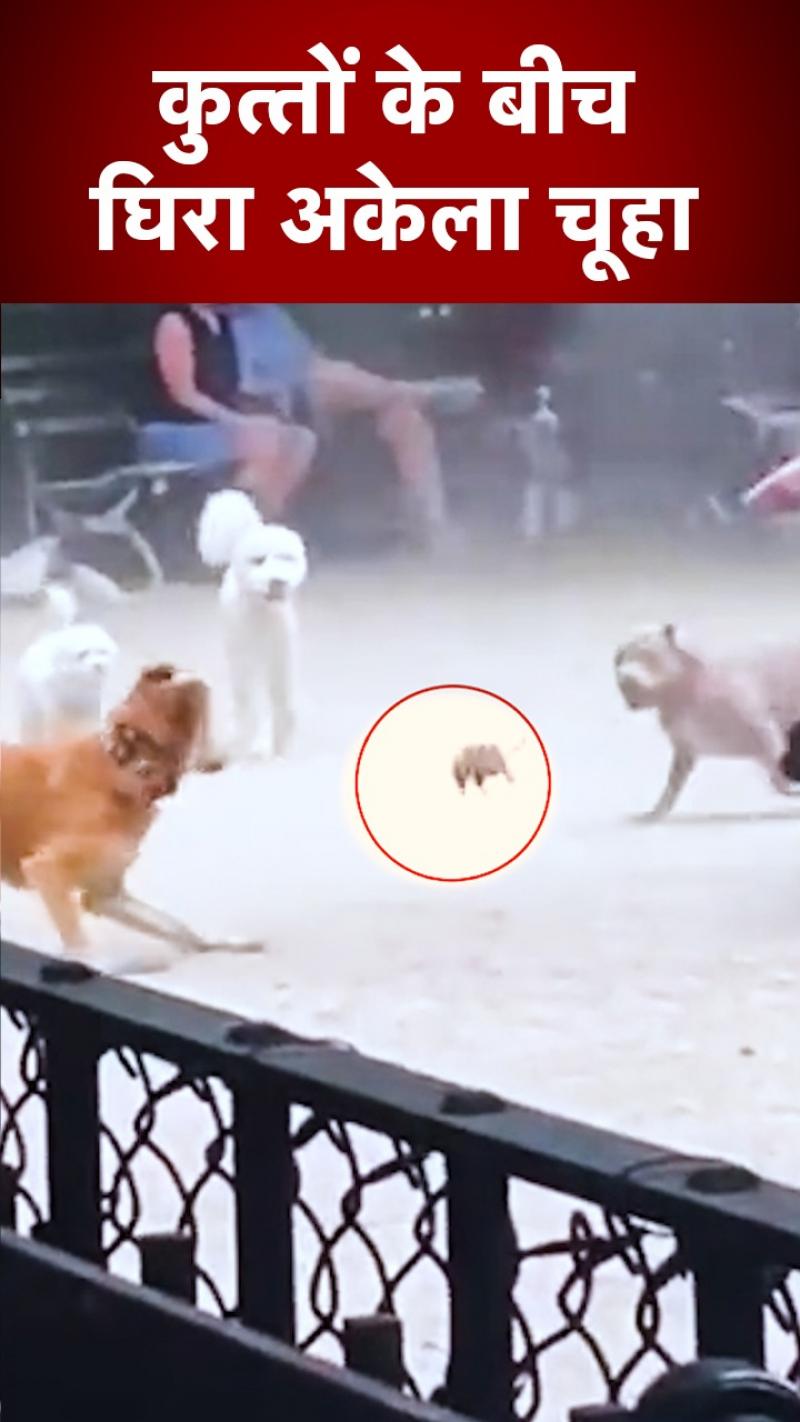कुत्तों के बीच फंसा बहादुर चूहा, फिर हुआ कुछ ऐसा, देखें वीडियो