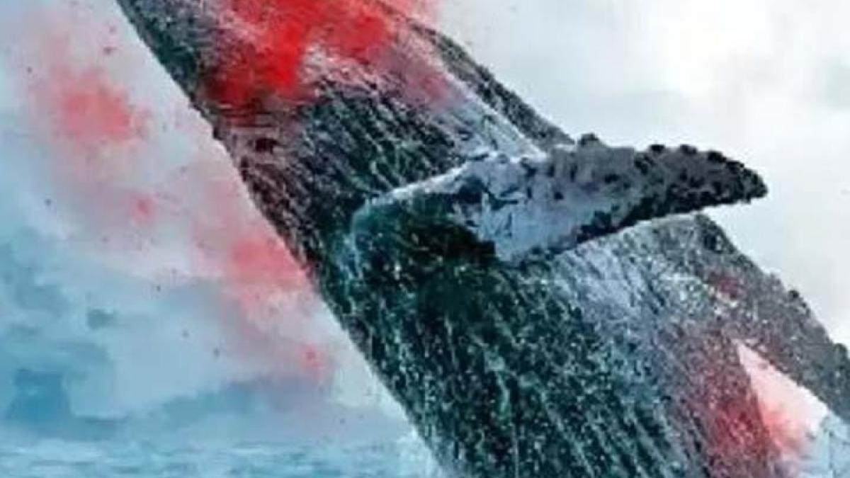 Whale is dangerous for human even after getting dead