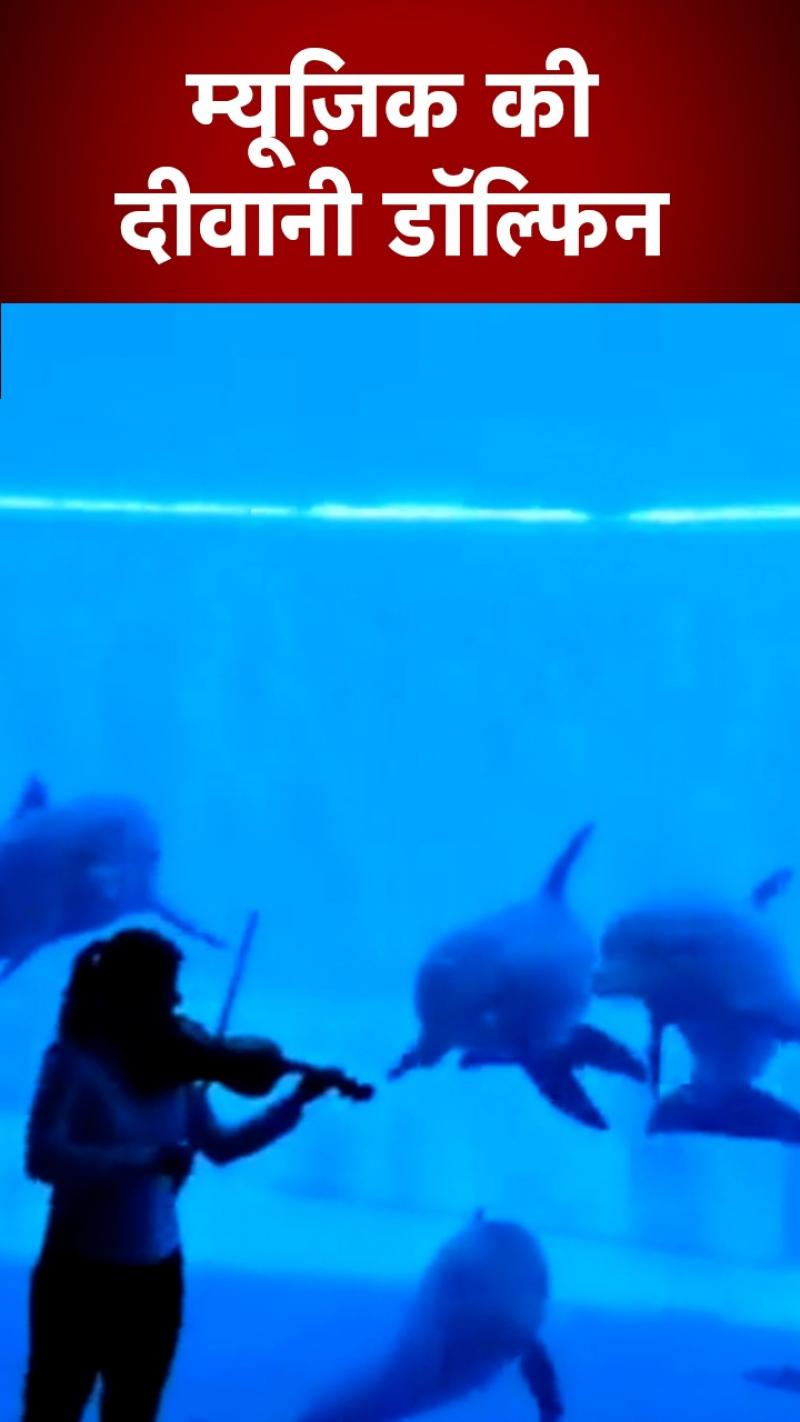 Dolphin Viral Video: जब महिला ने डॉल्फिन के पास बजाया वायलिन, वायरल हो रहा वीडियो