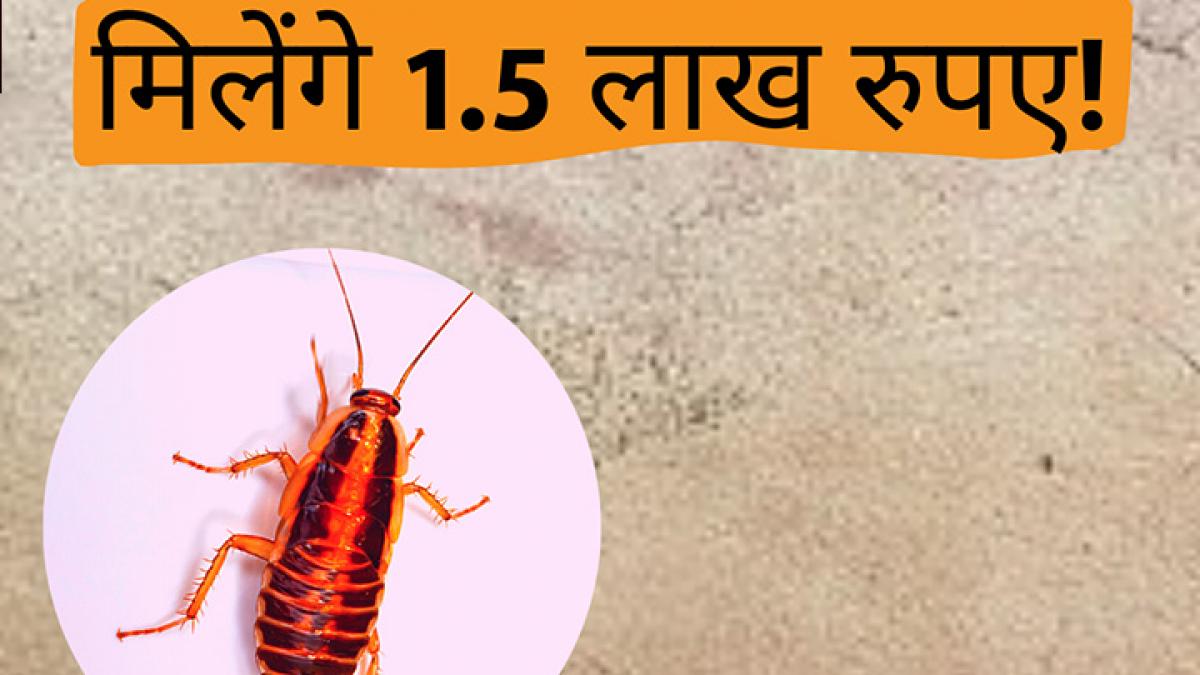 usa cockroach research