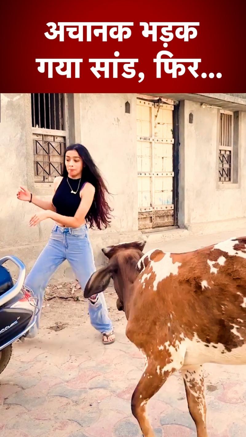 लड़की सांड के सामने बना रही थी रील, तभी सांड को आया गुस्सा, फिर... देखें Video