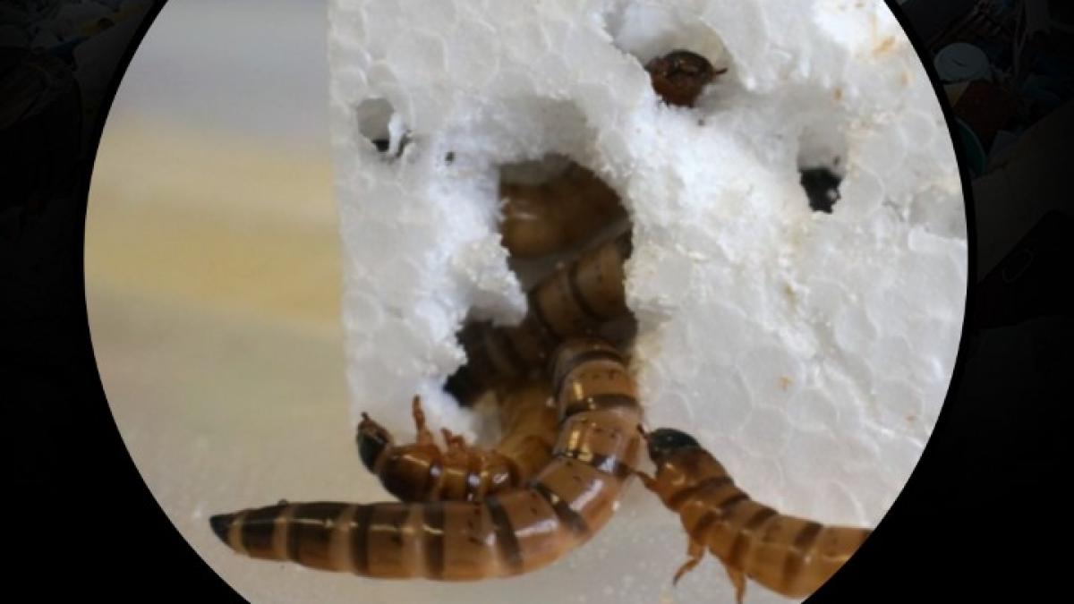 insect will give dispose plastic garbage