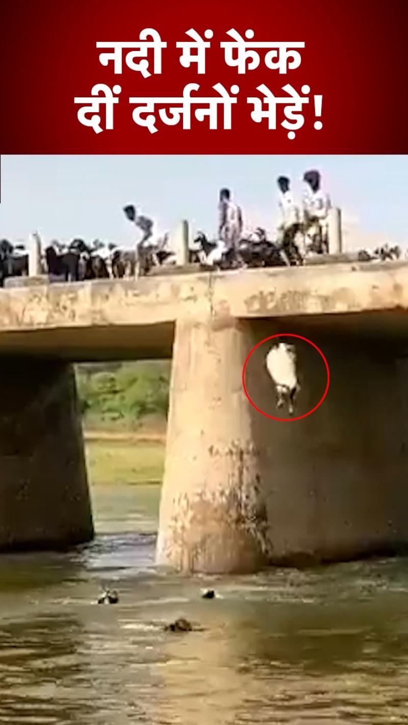 40 फीट की ऊंचाई से नदी में फेंक दीं भेड़ें, वजह जानकर रह जाओगे हैरान