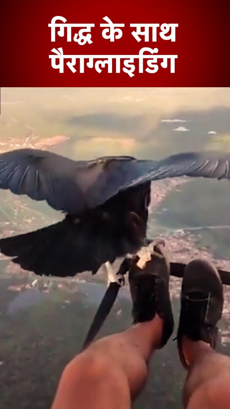 Paragliding Viral Video: गिद्ध के साथ पैराग्लाइडिंग, सोशल मीडिया पर छाया वीडियो