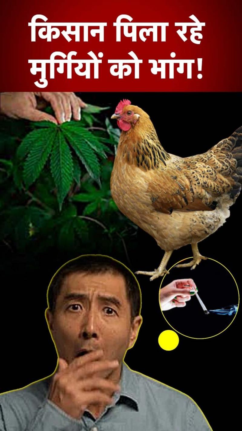 Thailand: इस देश में किसान मुर्गियों को भांग पिलाने पर क्यों तुले हुए हैं?