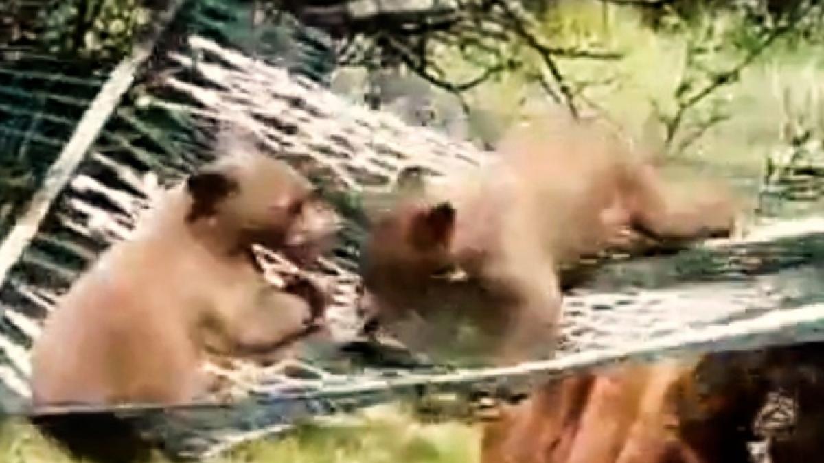 Bears have fun together Video goes viral On Social Media MMT