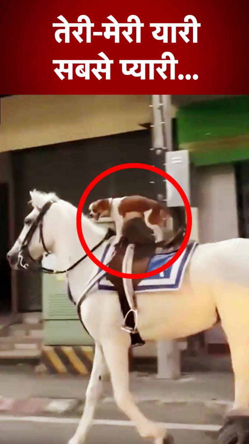 Dog and Horse Viral Video:  कुत्ते ने इस तरह की घोड़े की सवारी, वीडियो हुआ वायरल