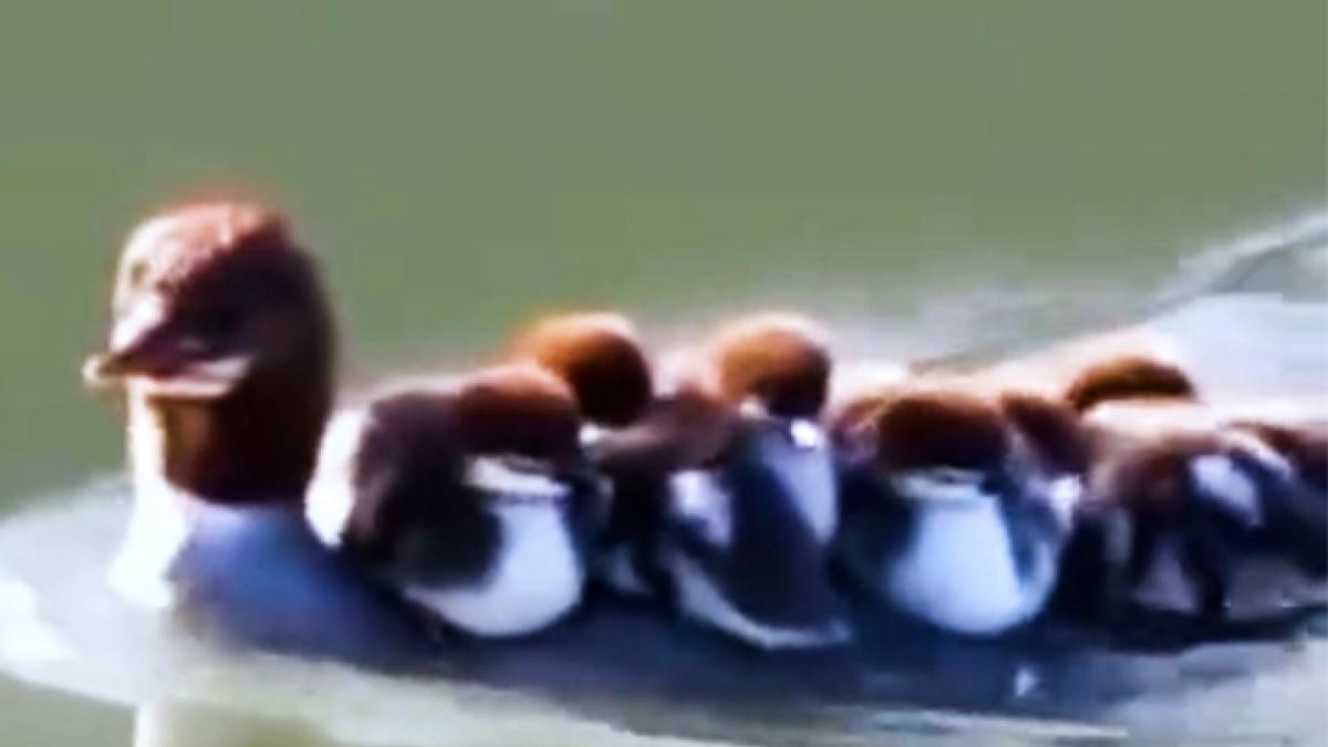 viral video of duck