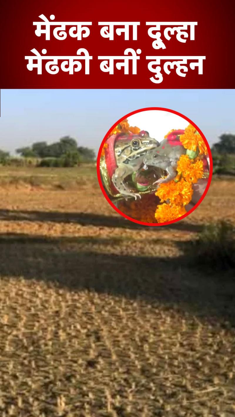 Gorakhpur: मेंढक बना दूल्हा और मेंढकी दुल्हन, गोरखपुर में हुई अनोखी शादी