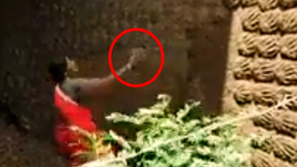 Woman decorated the wall with cow dung cakes vIDEO goes viral MMT