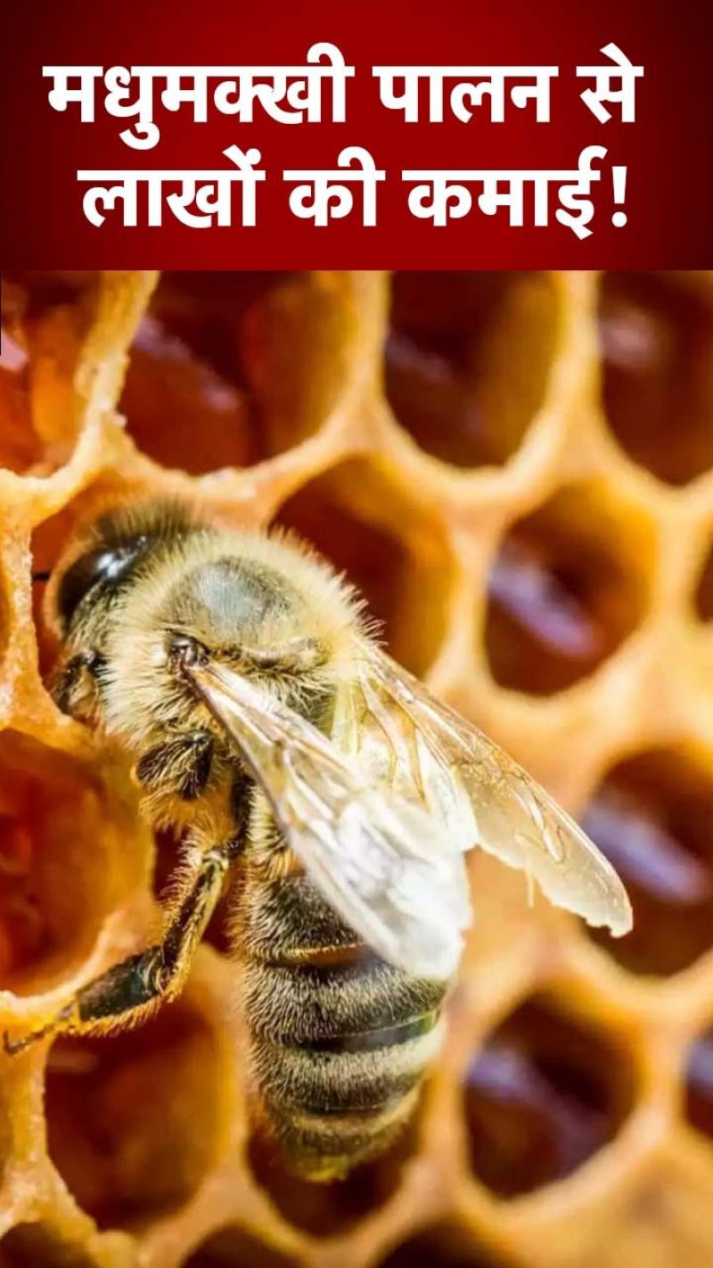 मधुमक्खी पालन कर लाखों रुपये कमा रहा ये किसान, PM मोदी ने की तारीफ 