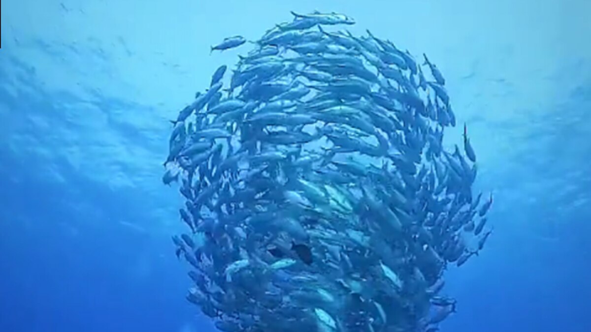 fish tornado