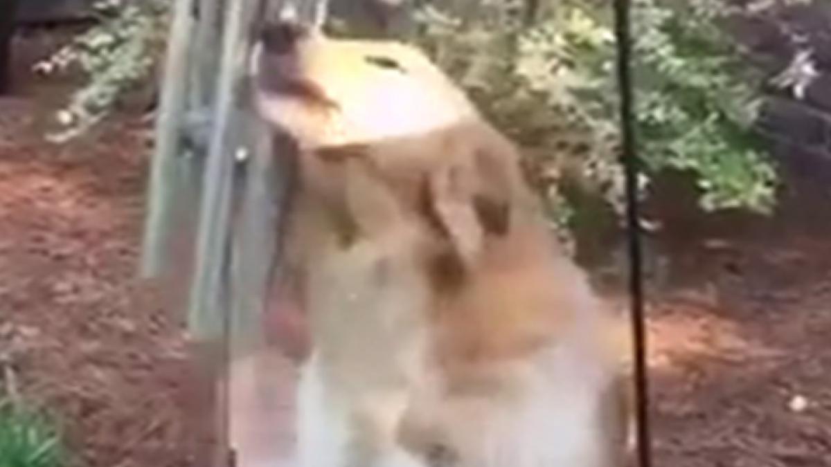 Video of an amazing dog singing a song goes viral on SOcial Media MMT