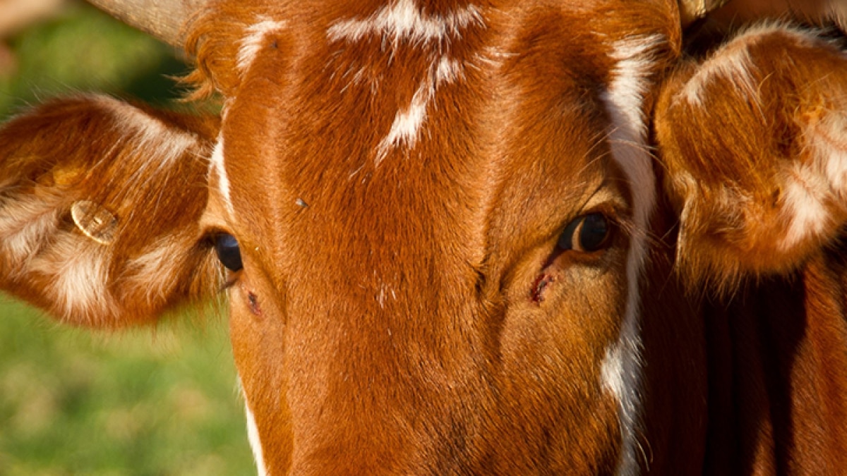 Lumpy Skin Disease in Cows death in Rajasthan cremation of cow Barmer MMT
