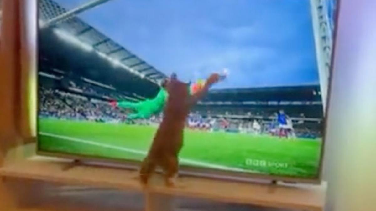 cat playing football 