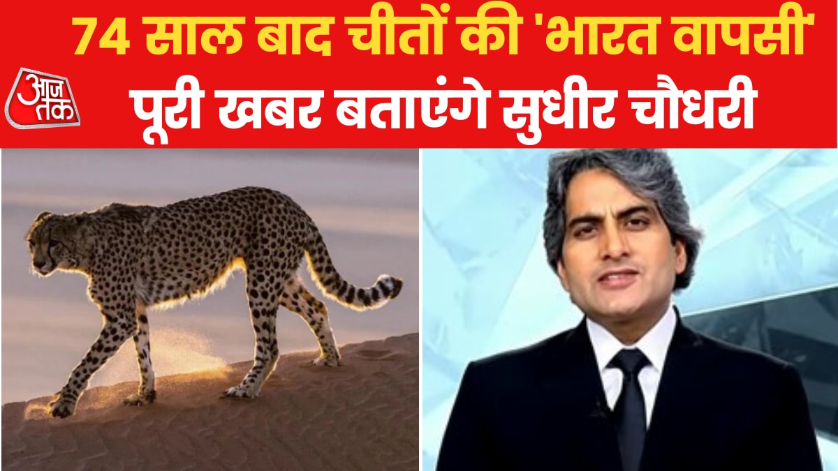 cheetah to return india