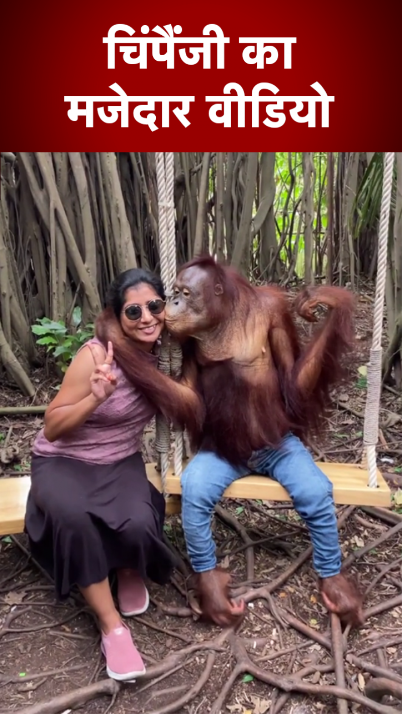 जींस पहने चिम्पांजी ने खिंचवाई महिला के साथ फोटो, देखें Video