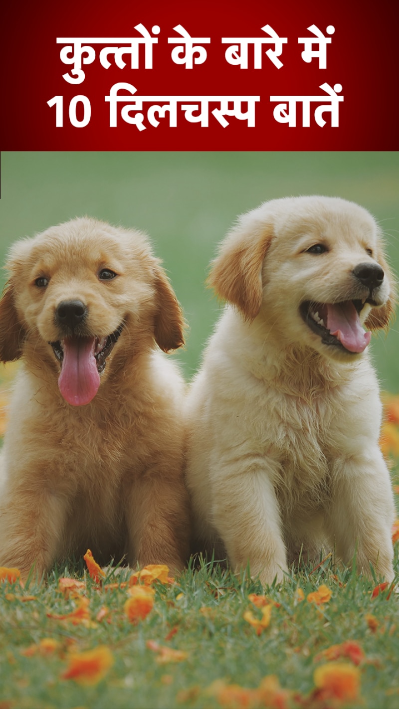 Interesting Facts About Dogs: कुत्तों के बारे में ये 10 दिलचस्प बातें