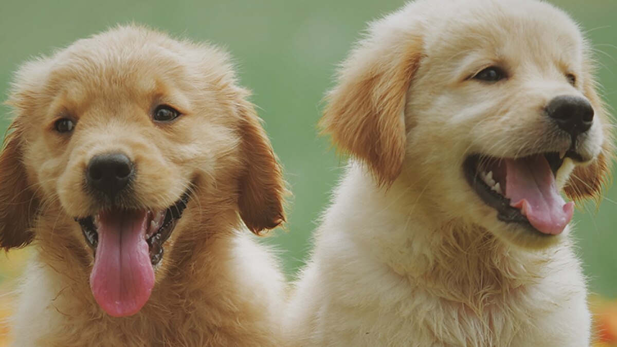 Interesting Facts About Dogs