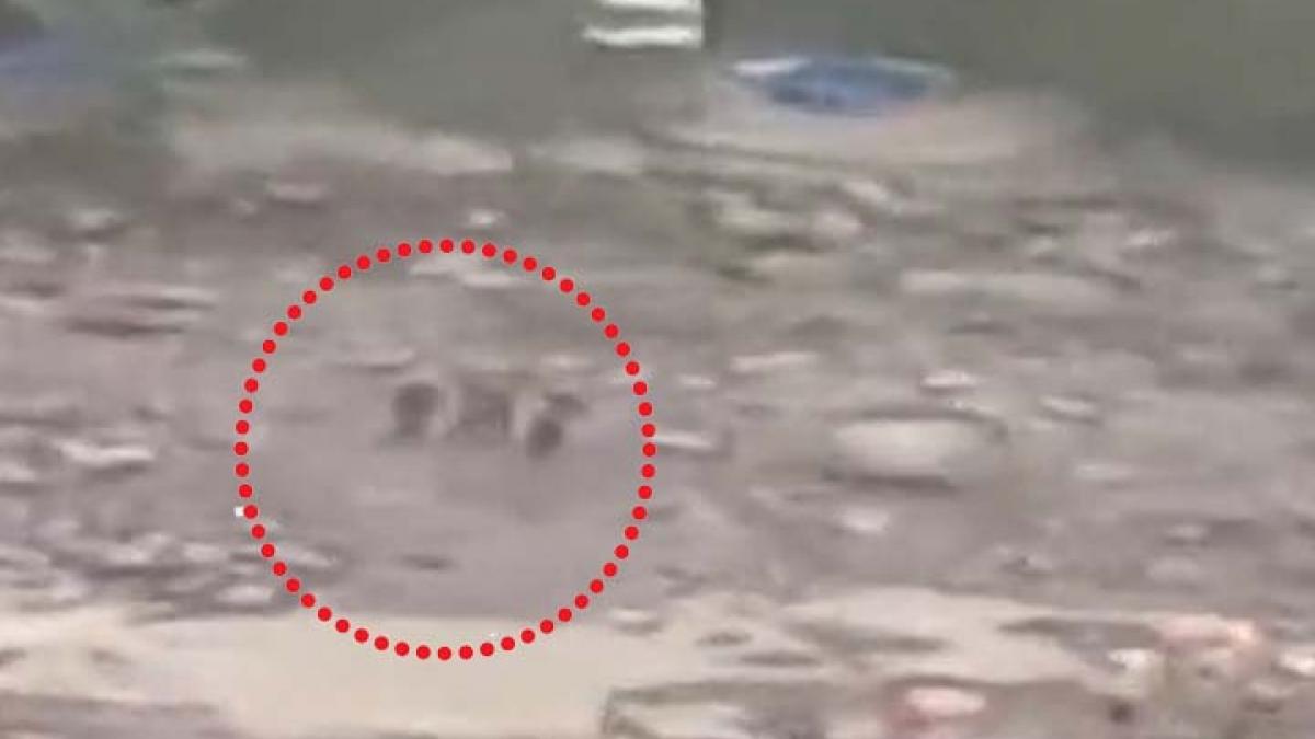 Himachal Pradesh Flood