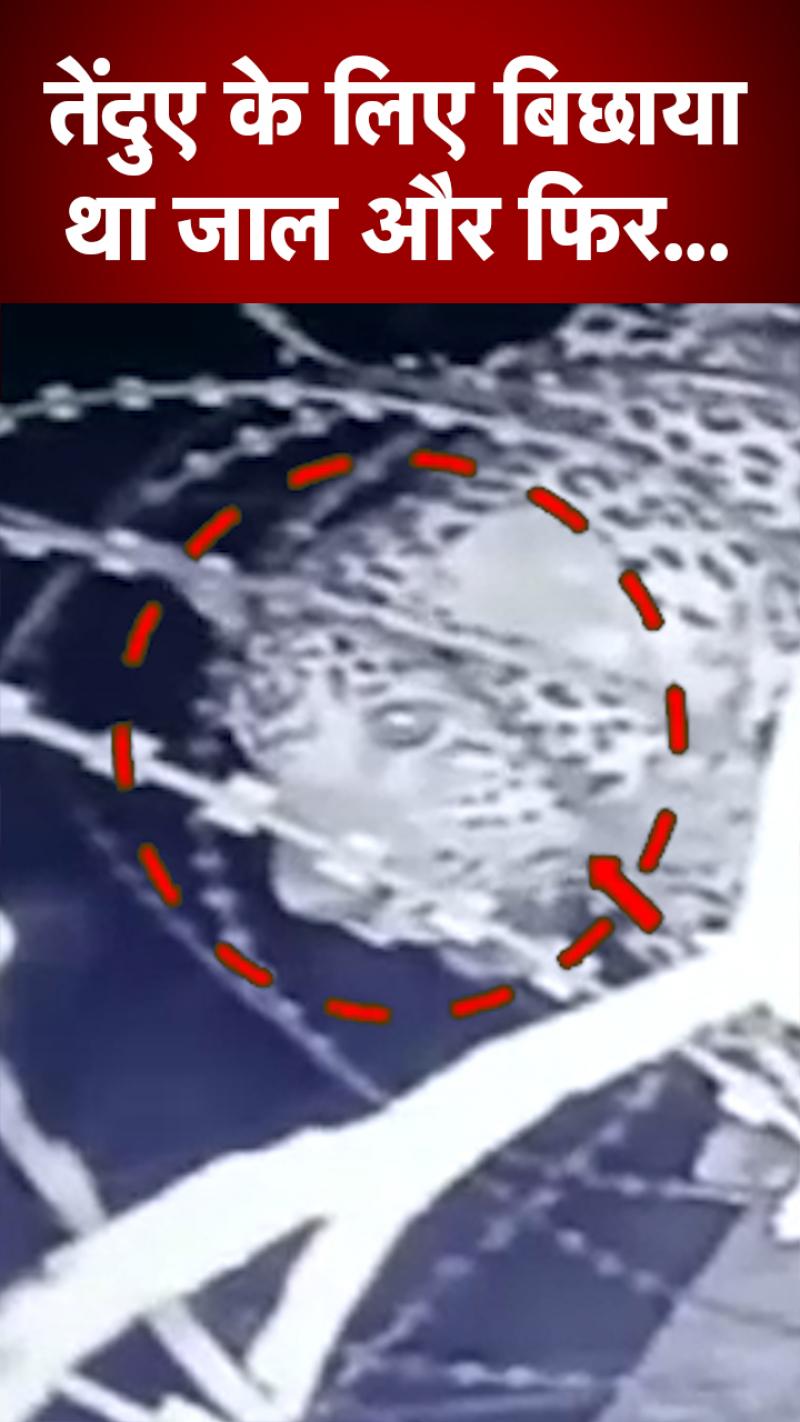 Tiger Video: आतंक मचा रहे तेंदुए को वन विभाग ने ऐसे पकड़ा…