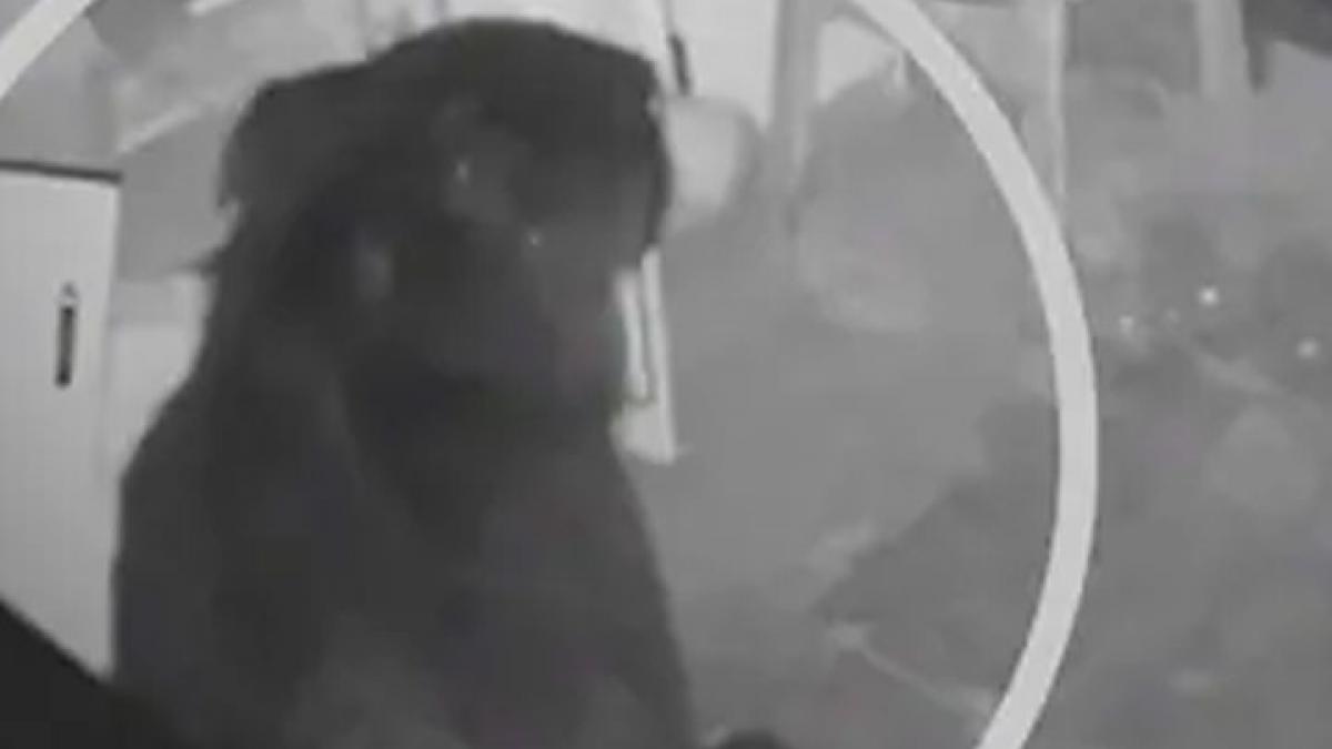 Coonoor bear entered a chocolate factory