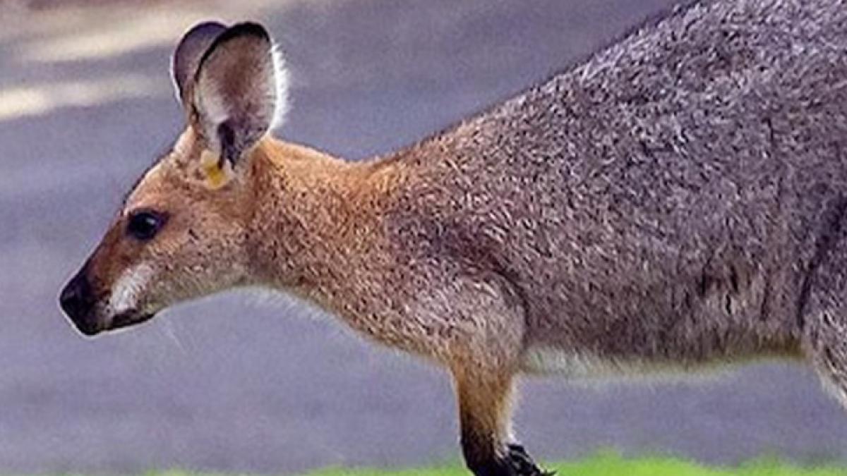 Kangaroo killed a human for the first time in 86 years News in hindi mmt