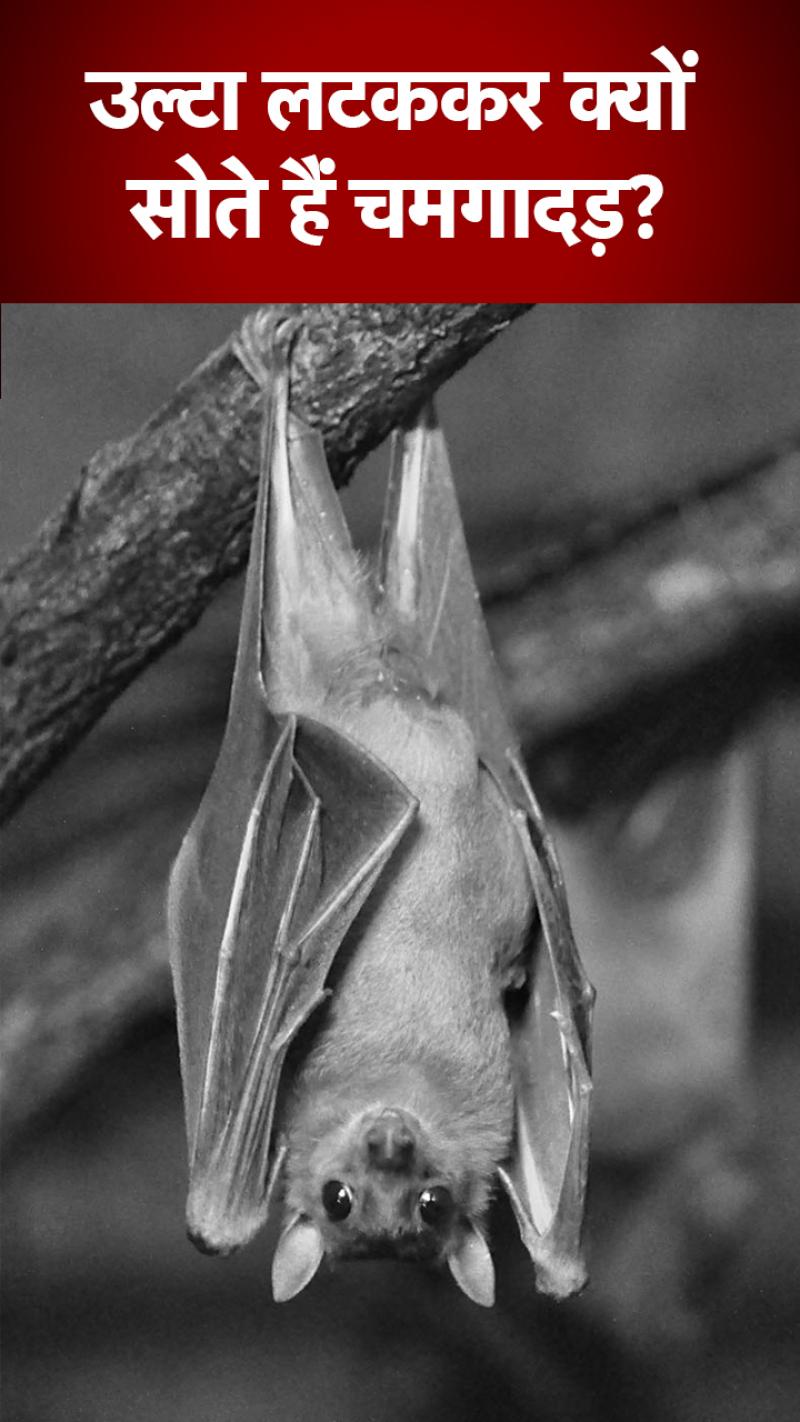 उल्टा लटककर क्यों सोते हैं चमगादड़, गिरते कैसे नहीं? 