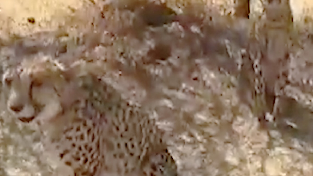 8 cheetahs being brought from Namibia to India News in Hindi MMT