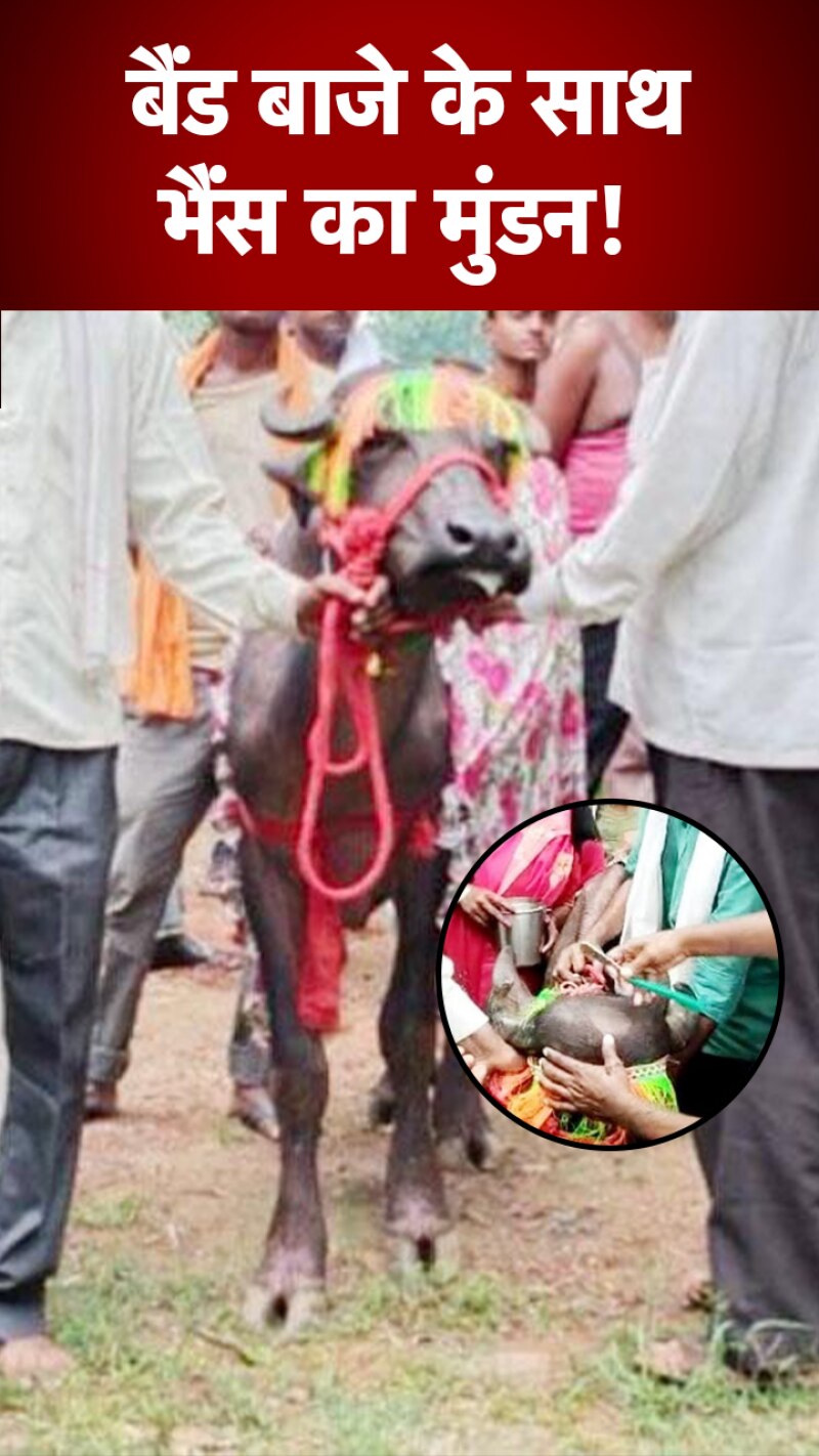 शुभ मुहूर्त में किया भैंस का मुंडन, जानें क्या है पूरा मामला