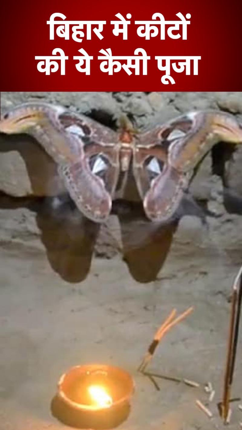 दैवीय चमत्कार मान लोगों ने शुरू की कीटों की पूजा