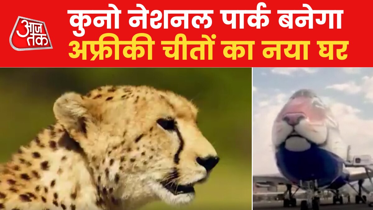 Cheetahs will be brought from Namibia to India