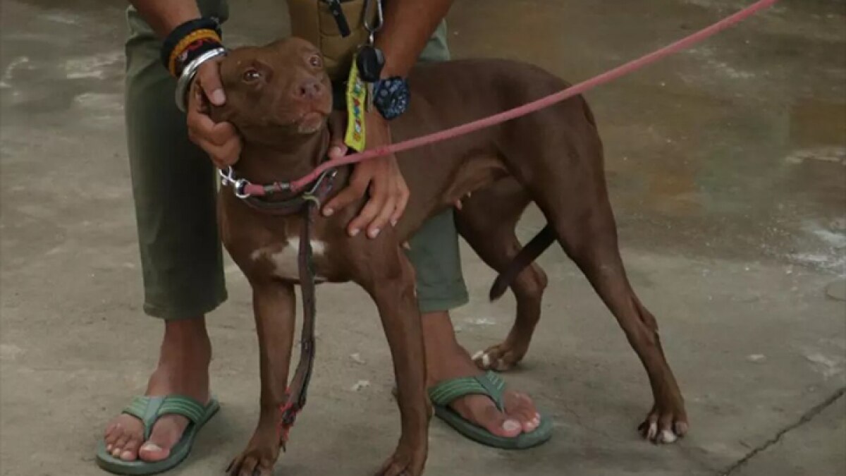 pitbull attack in up