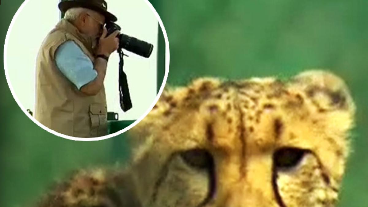 pm modi releases 3 cheetah 