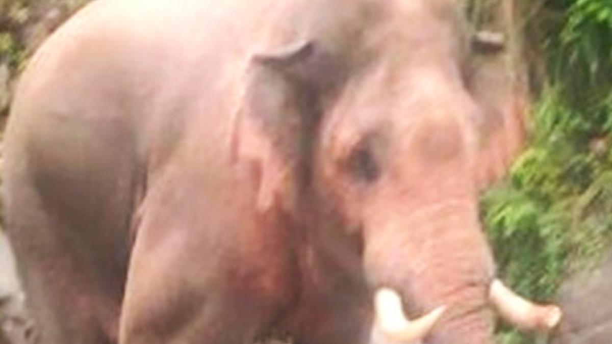 Elephant ran behind the former Chief Minister of Uttarakhand News in Hindi MMT