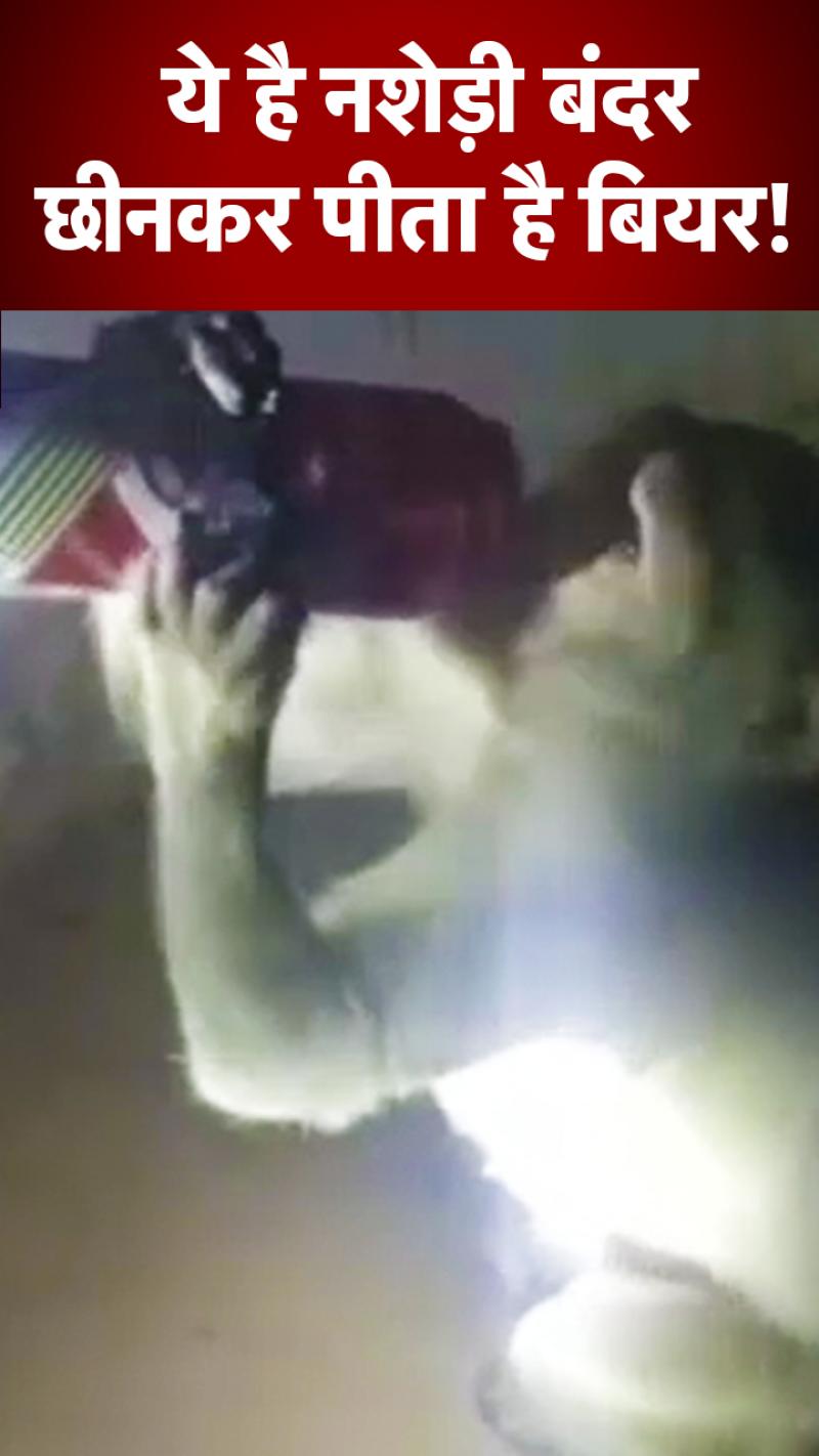 दारूबाज बंदर से रायबरेली के लोग परेशान, शराब न मिले तो ठेके पर करता है हंगामा