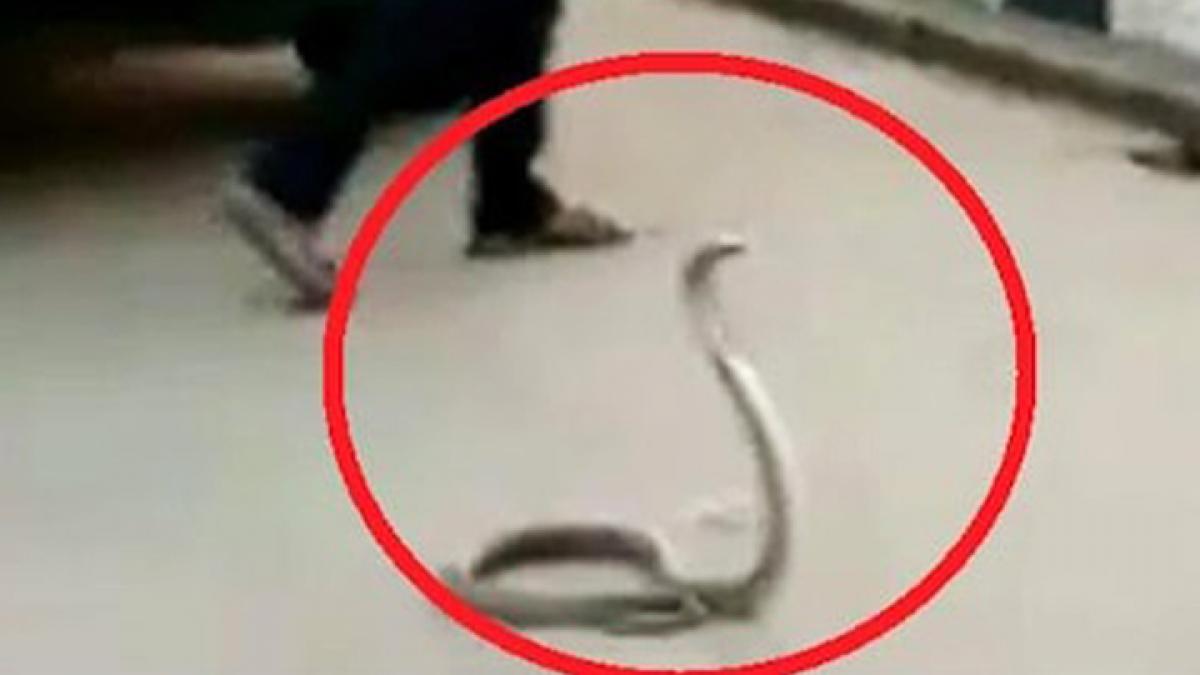 viral reel king kobra