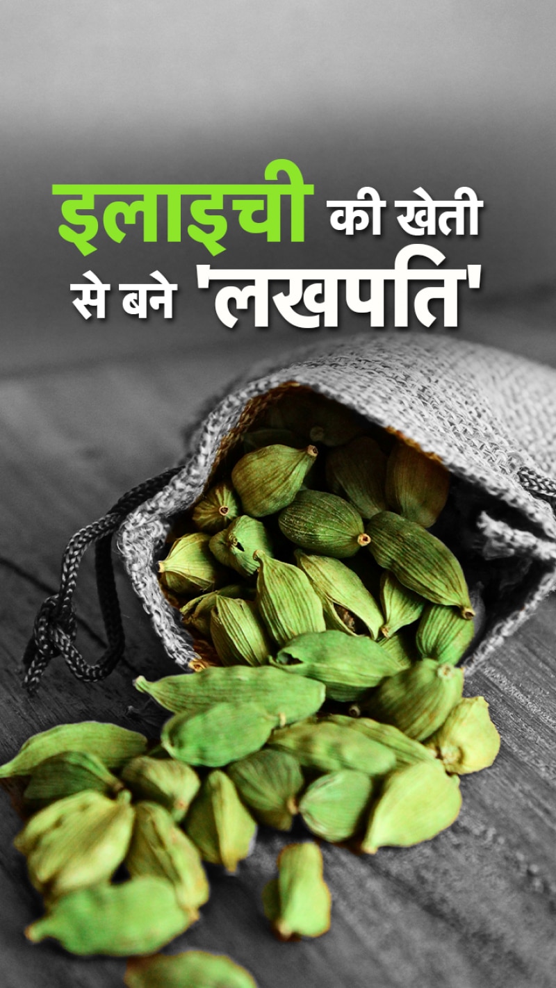 इलाइची की खेती से कमाएं लाखों रुपए