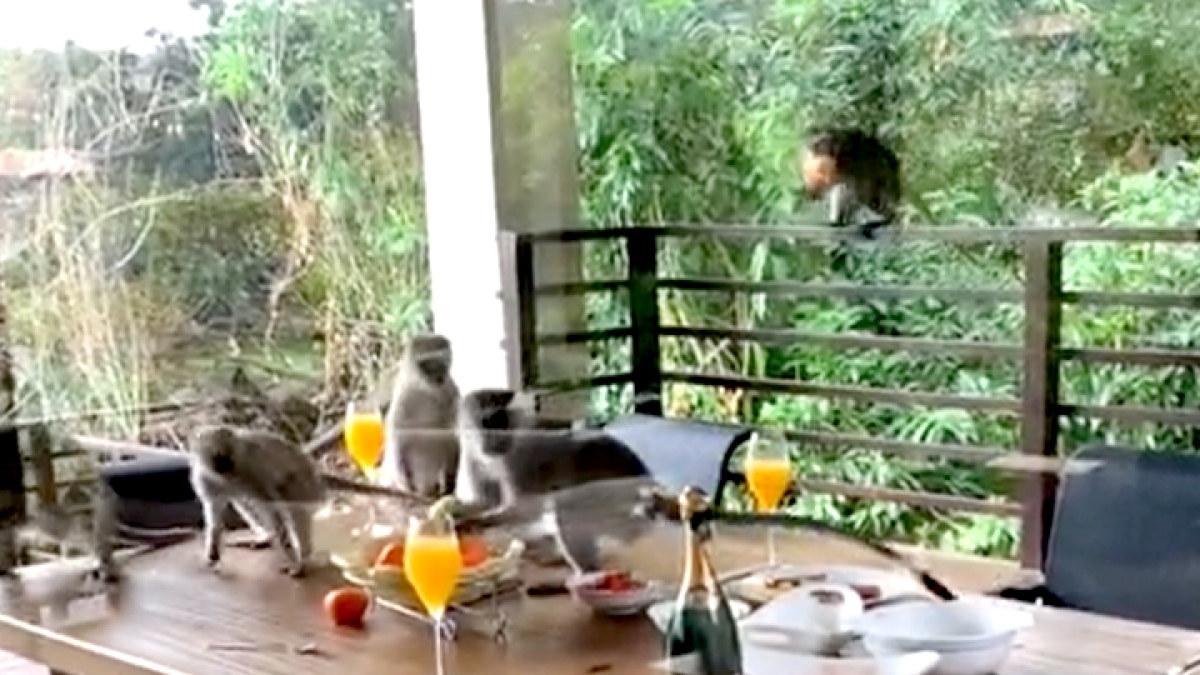 Monkey created ruckus by entering the house video goes viral Drunk Beer MMT