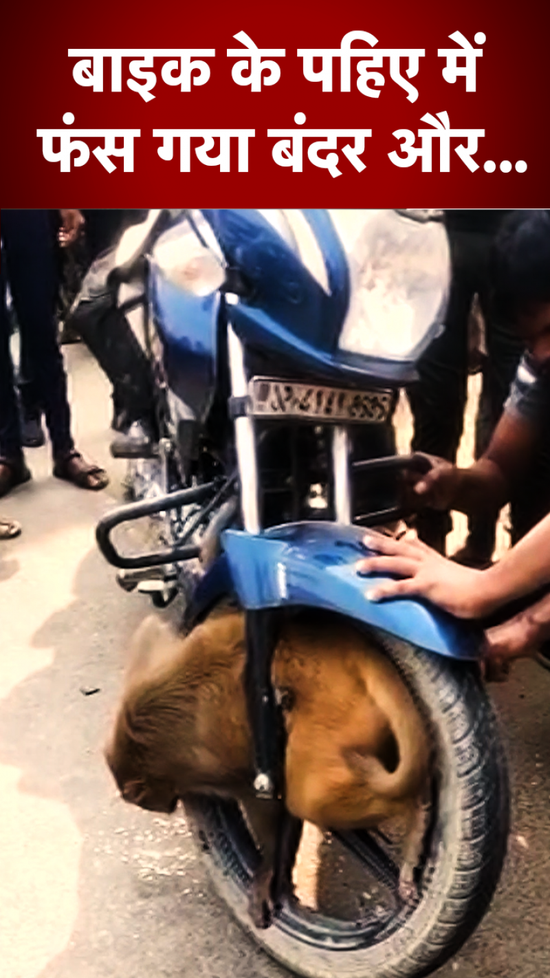 कैसे बाइक के पहिए में फंस गया बंदर, फिर...