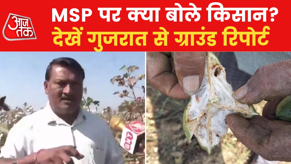 gujarat cotton farmers msp