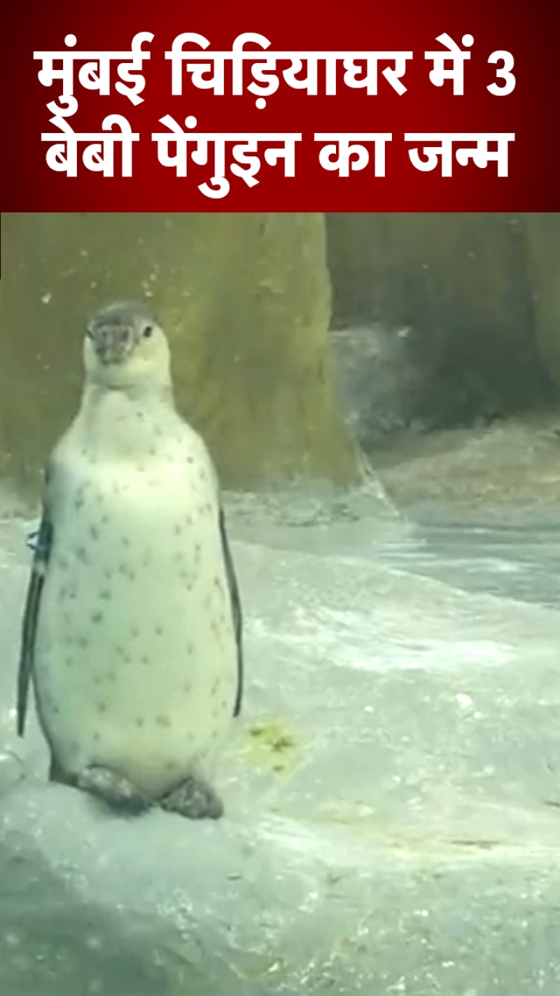 मुंबई चिड़ियाघर बना पर्यटकों के लिए आकर्षण 