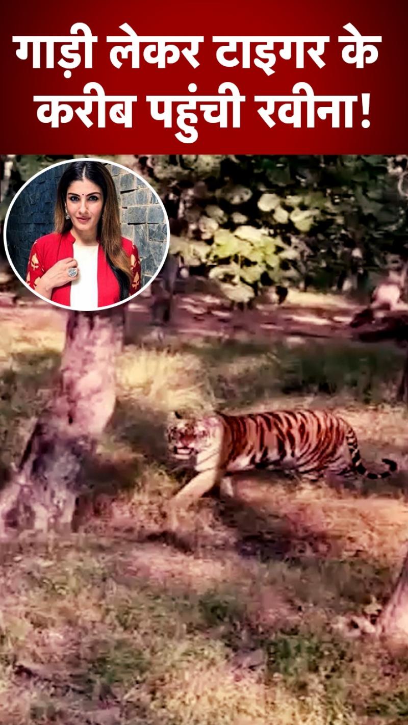 बढ़ सकती है Raveena Tandon की मुश्किलें! टाइगर के नजदीक जाकर बनाया वीडियो 