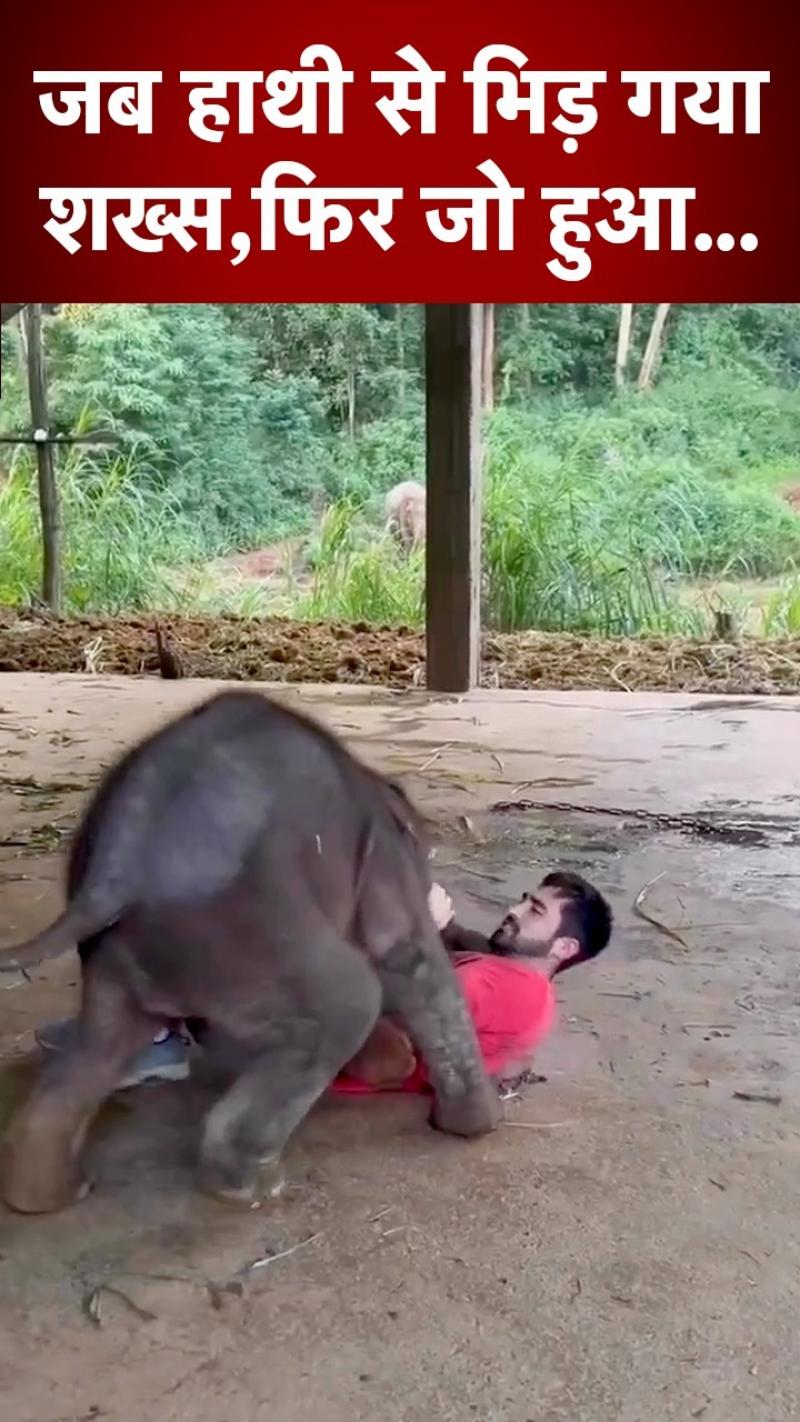 हाथी के बच्चे को आया गुस्सा फिर उसने जो किया