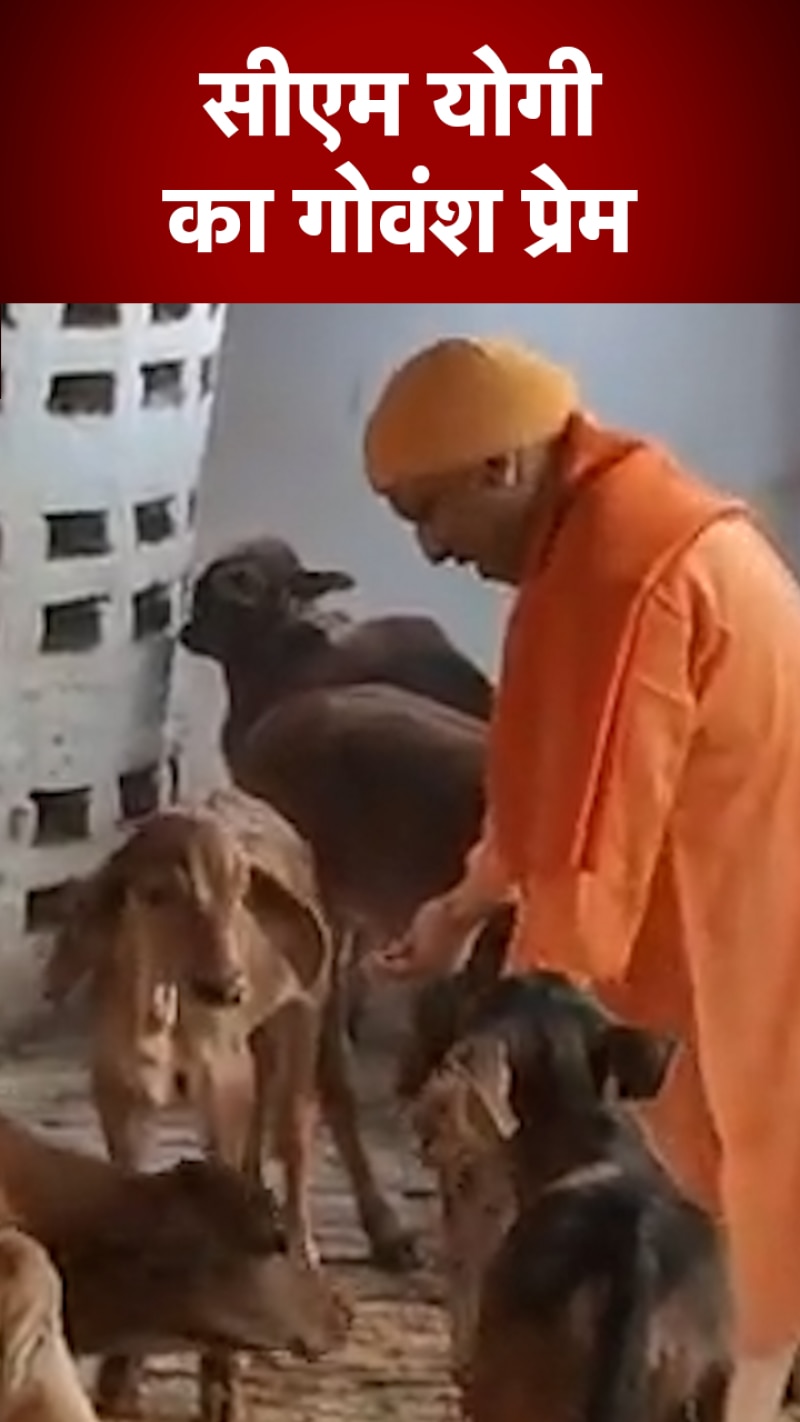 गौशाला में घूम-घूमकर गायों को चना और गुड़ खिलाते दिखे सीएम योगी